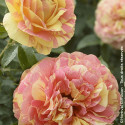 Rosier à fleurs groupées Scentimental® Vanille - SILENCE, ça pousse !