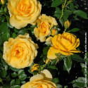 Rosier à fleurs groupées Shockwave® - SILENCE, ça pousse !