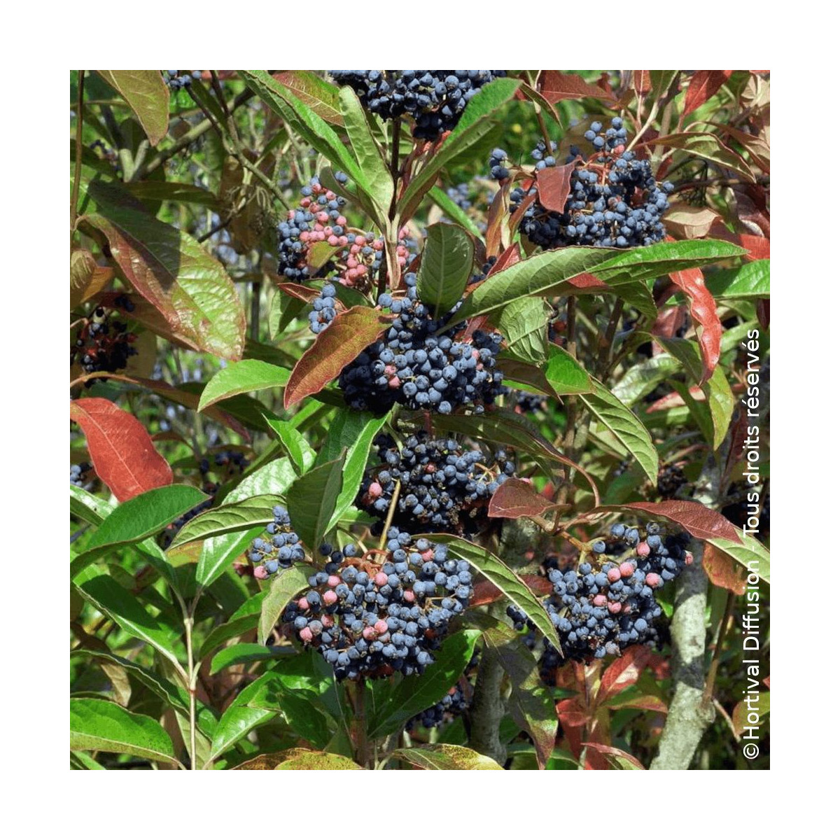 Viorne dénudée Pink Beauty - SILENCE, ça pousse !, Viburnum