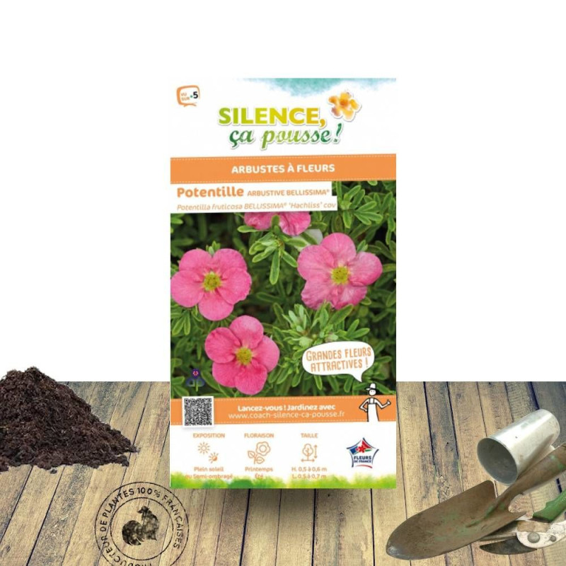 Potentille arbustive Bellissima® - SILENCE, ça pousse !, Potentilla