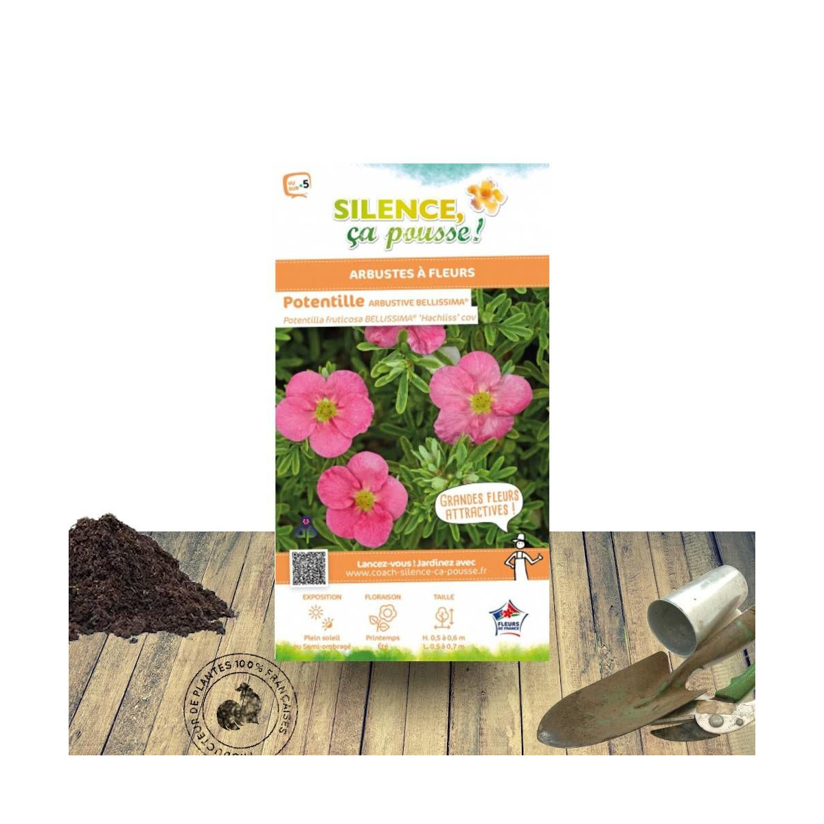 Potentille arbustive Bellissima® - SILENCE, ça pousse !, Potentilla