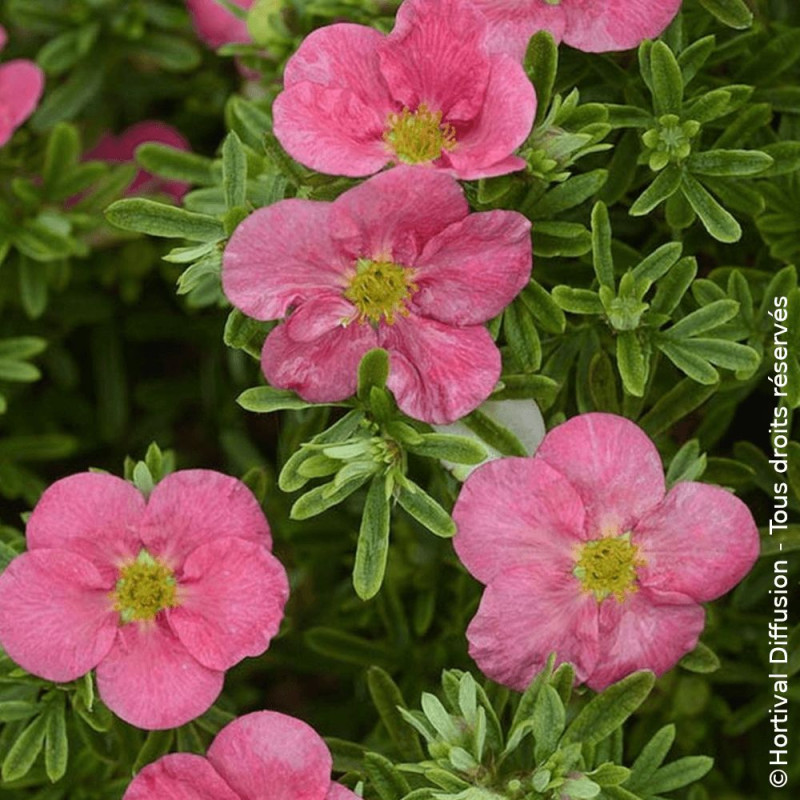 Potentille arbustive Bellissima® - SILENCE, ça pousse !, Potentilla