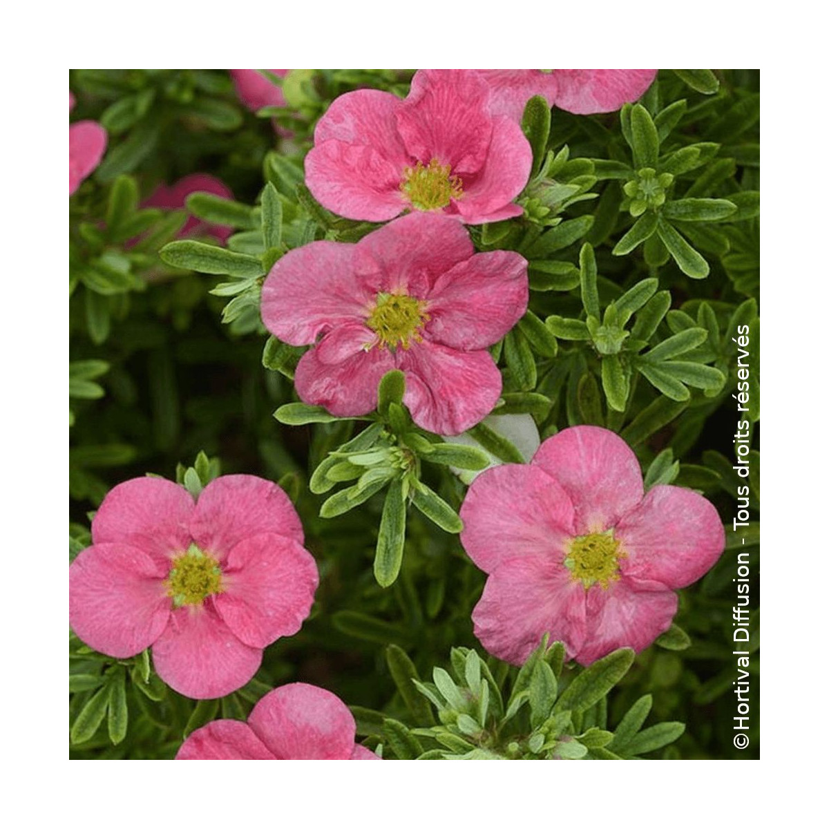 Potentille arbustive Bellissima® - SILENCE, ça pousse !, Potentilla