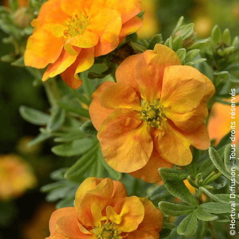 Potentille arbustive Double Punch® Tango - SILENCE, ça pousse !, Potentilla