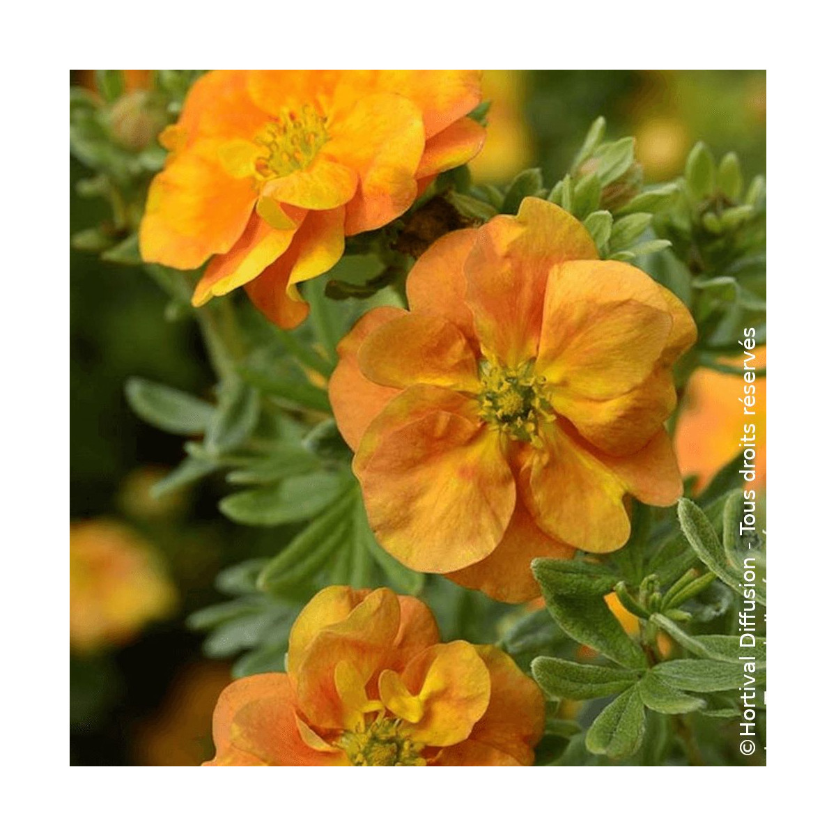 Potentille arbustive Double Punch® Tango - SILENCE, ça pousse !, Potentilla