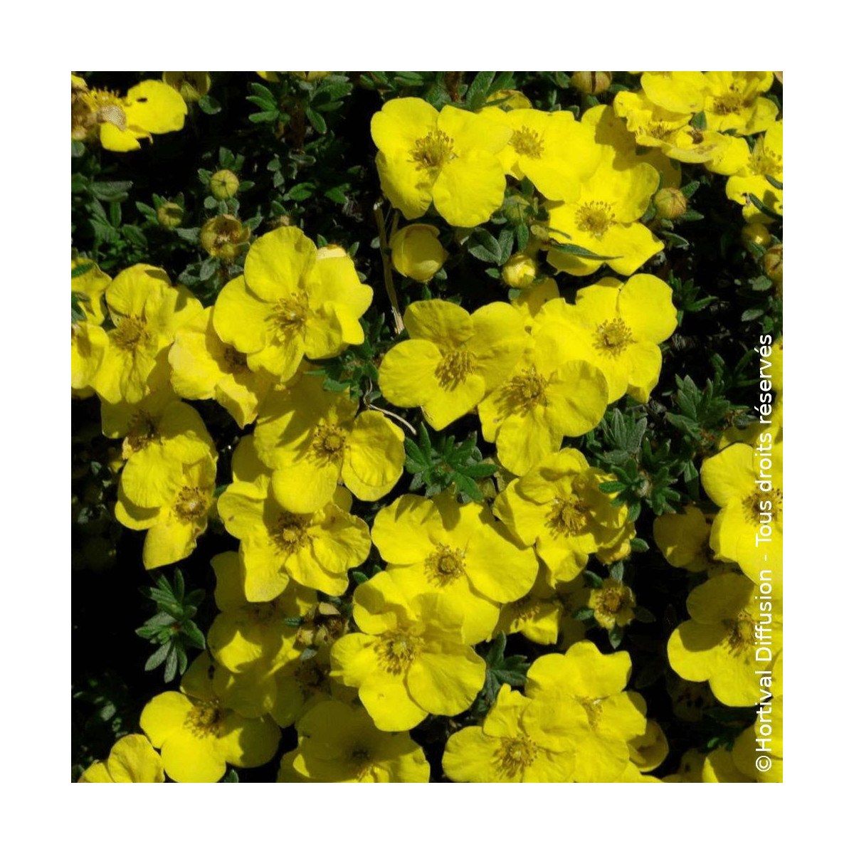 Potentille arbustive Kobold - SILENCE, ça pousse !, Potentilla