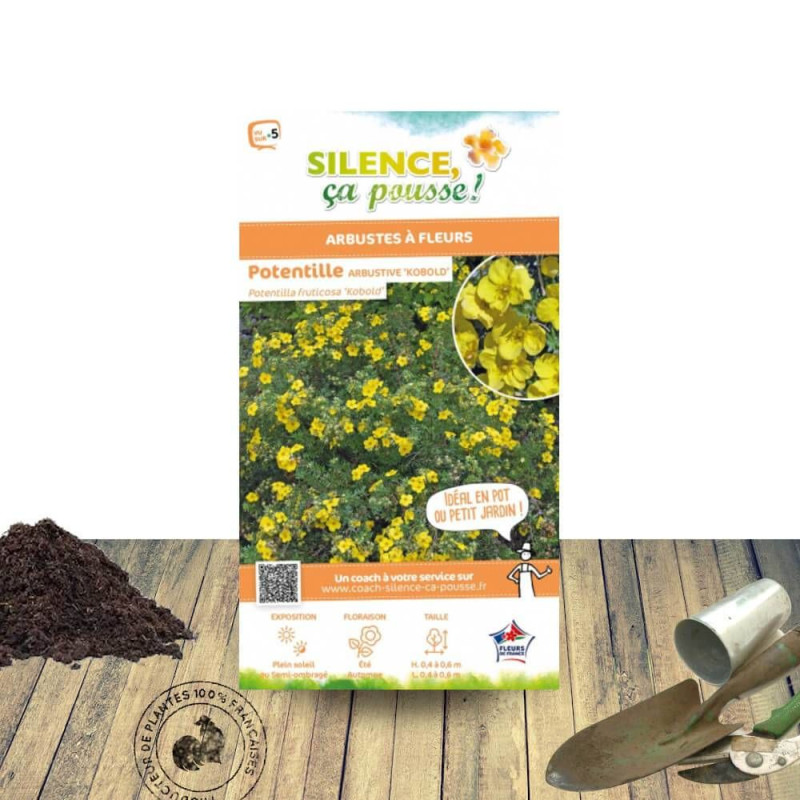 Potentille arbustive Kobold - SILENCE, ça pousse !, Potentilla