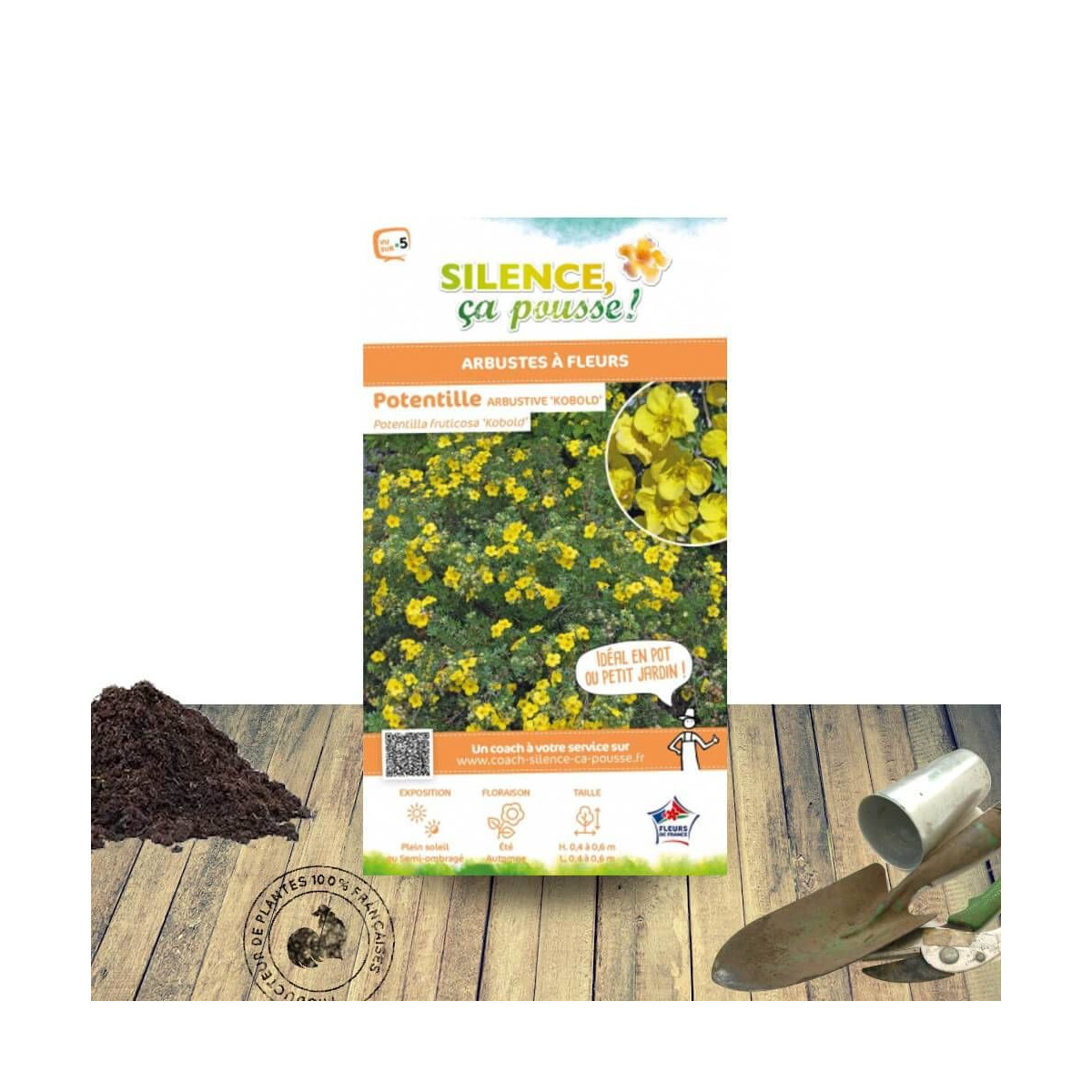 Potentille arbustive Kobold - SILENCE, ça pousse !, Potentilla