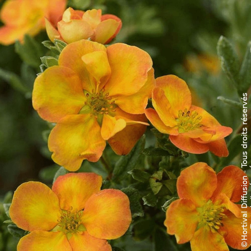 Potentille arbustive Solar'issima® - SILENCE, ça pousse !, Potentilla