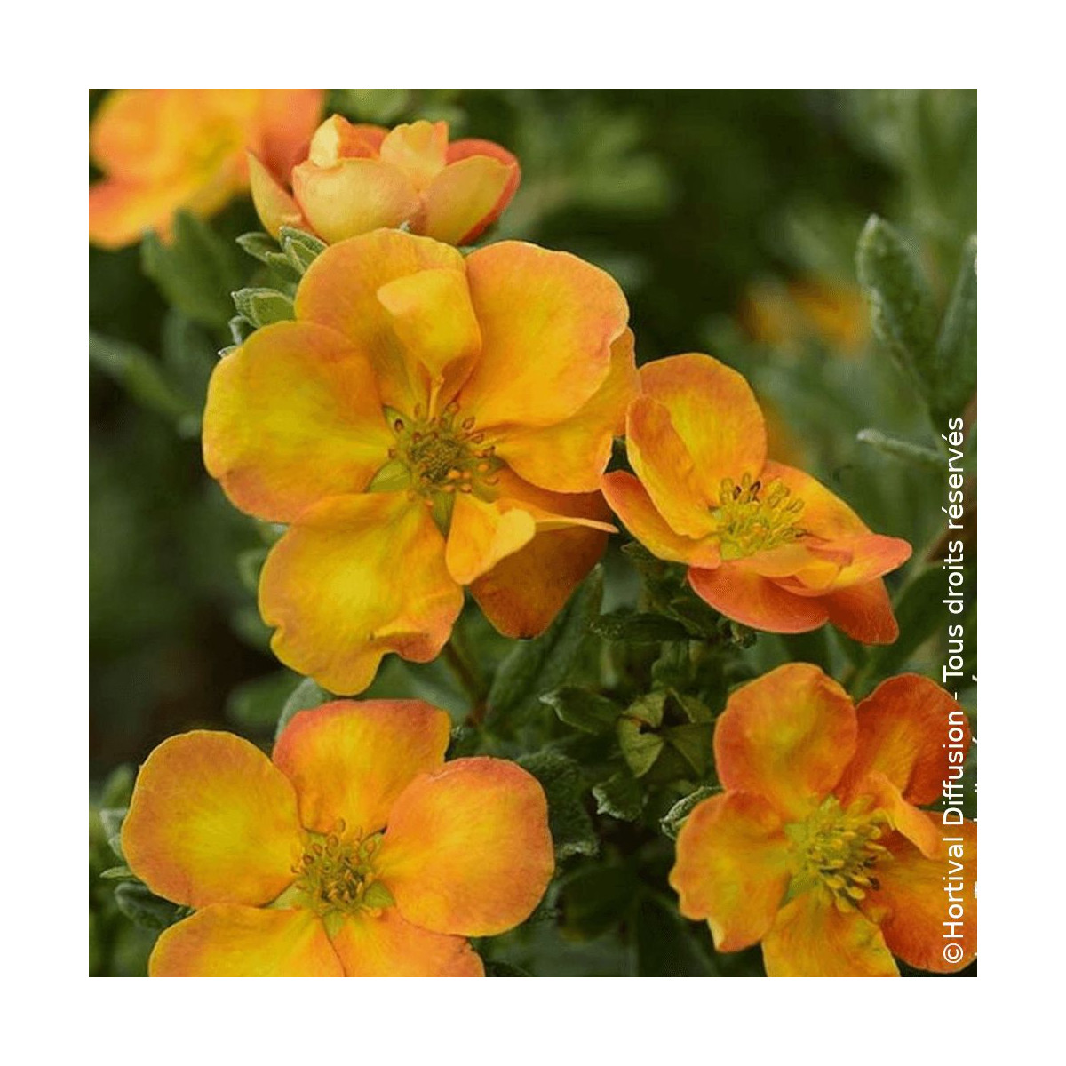 Potentille arbustive Solar'issima® - SILENCE, ça pousse !, Potentilla