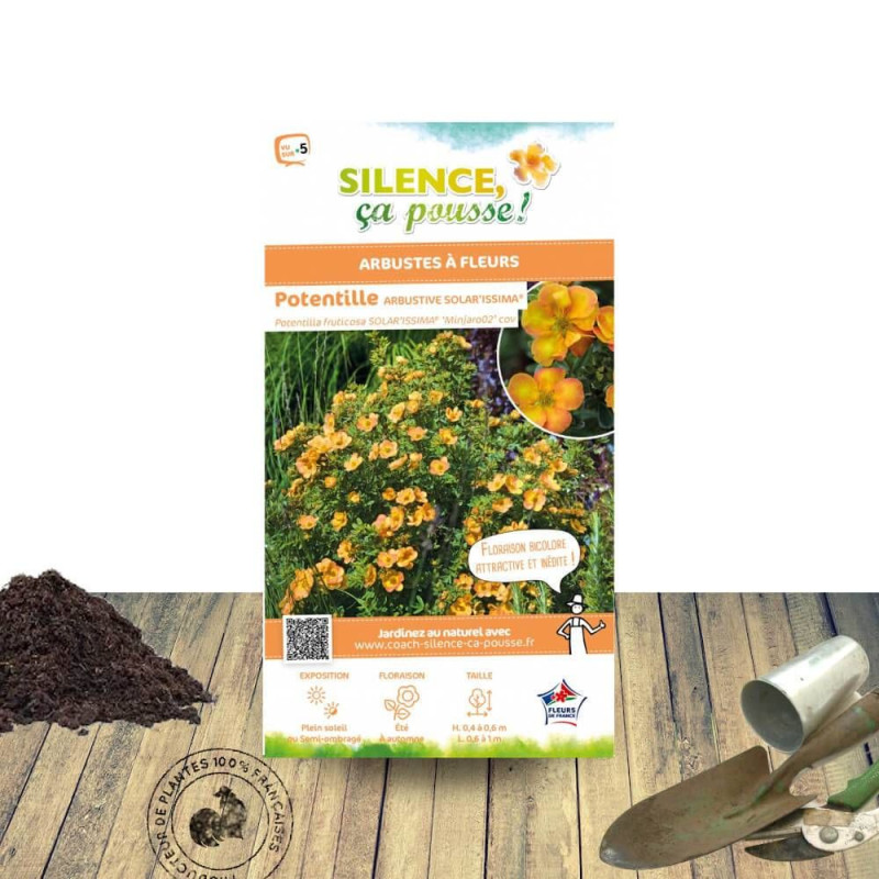 Potentille arbustive Solar'issima® - SILENCE, ça pousse !, Potentilla