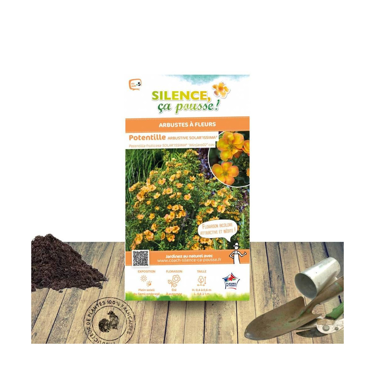 Potentille arbustive Solar'issima® - SILENCE, ça pousse !, Potentilla