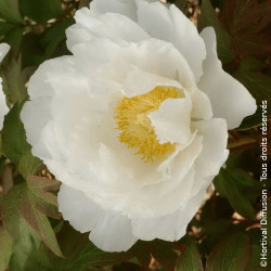 Pivoine arbustive Blanche - SILENCE, ça pousse !