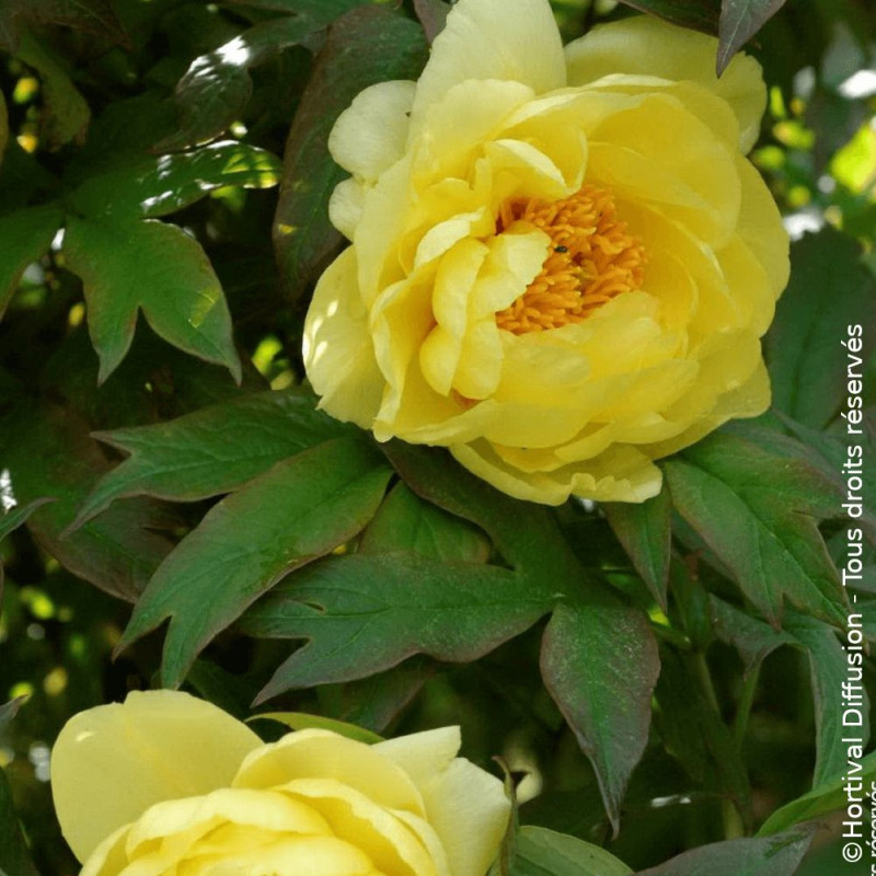 Pivoine arbustive Jaune - SILENCE, ça pousse !