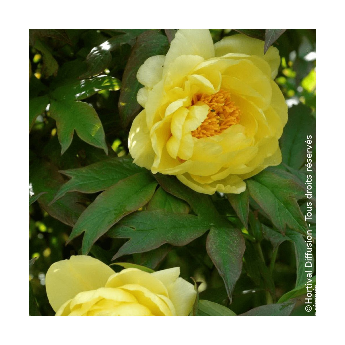Pivoine arbustive Jaune - SILENCE, ça pousse !