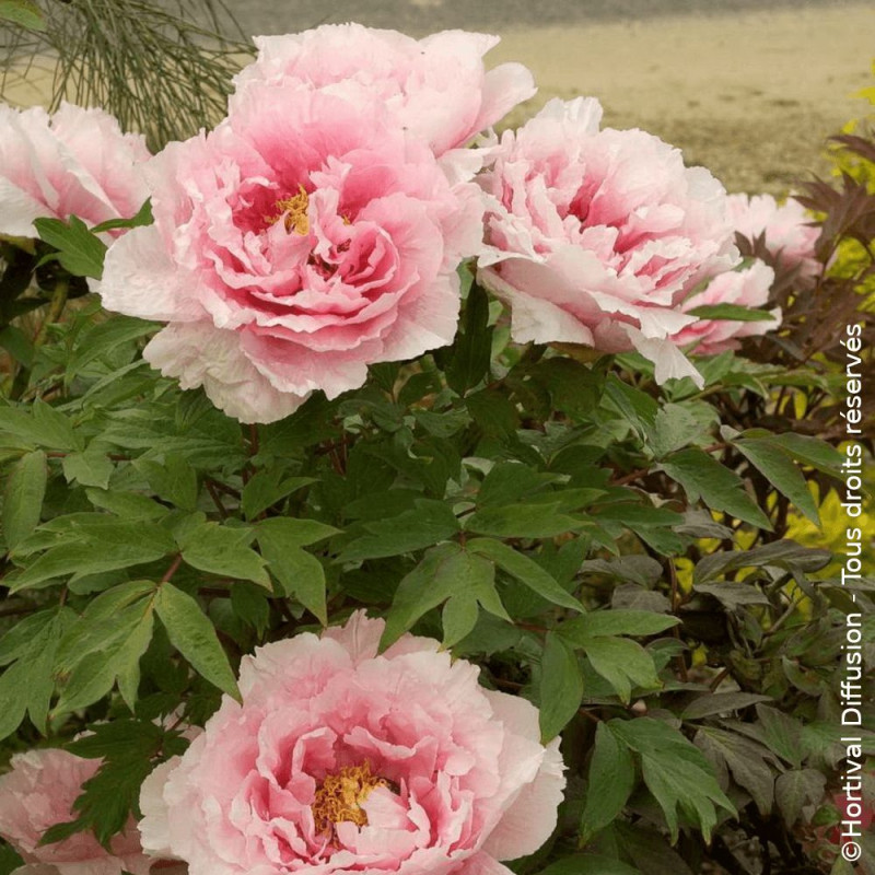 Pivoine arbustive Rose - SILENCE, ça pousse !