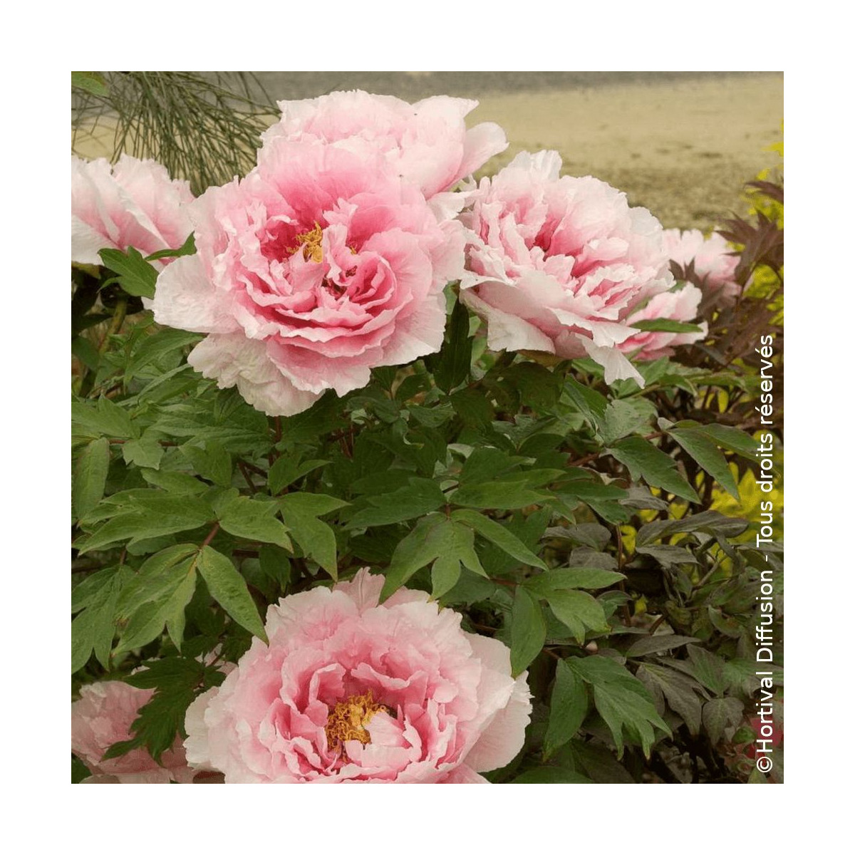 Pivoine arbustive Rose - SILENCE, ça pousse !