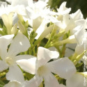 Laurier rose Blanc - SILENCE, ça pousse !