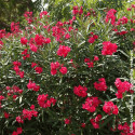 Laurier rose Rouge Double - SILENCE, ça pousse !