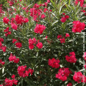 Laurier rose Rouge Simple - SILENCE, ça pousse !