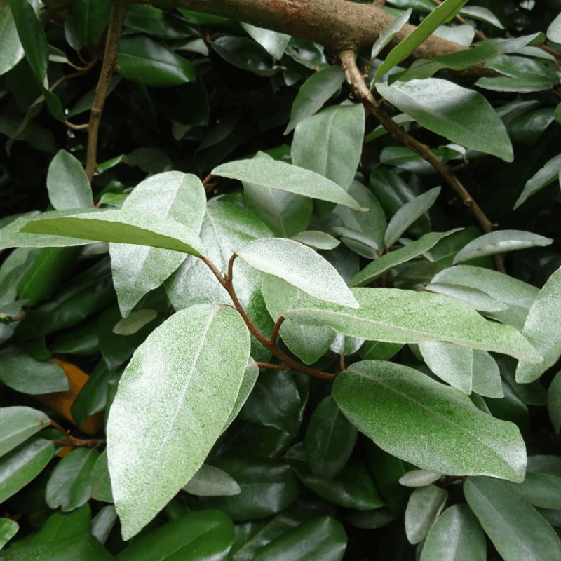 Elaeagnus Ebbingei - SILENCE, ça pousse !, Chalef de Ebbing