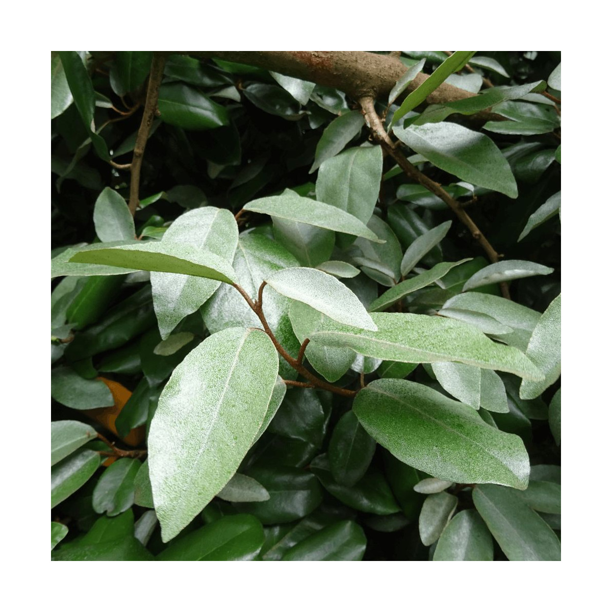 Elaeagnus Ebbingei - SILENCE, ça pousse !, Chalef de Ebbing