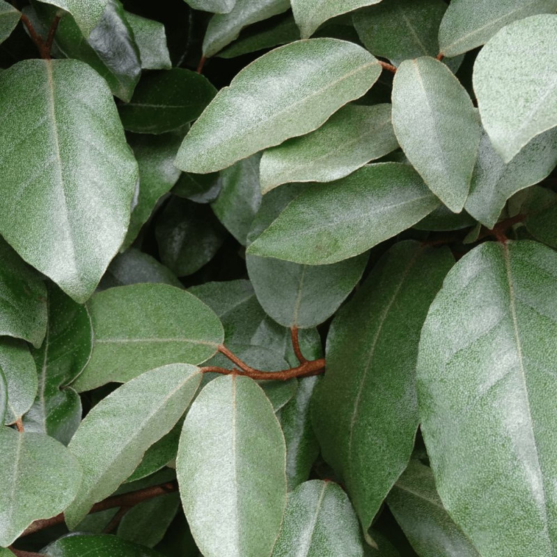Elaeagnus Ebbingei - SILENCE, ça pousse !, Chalef de Ebbing