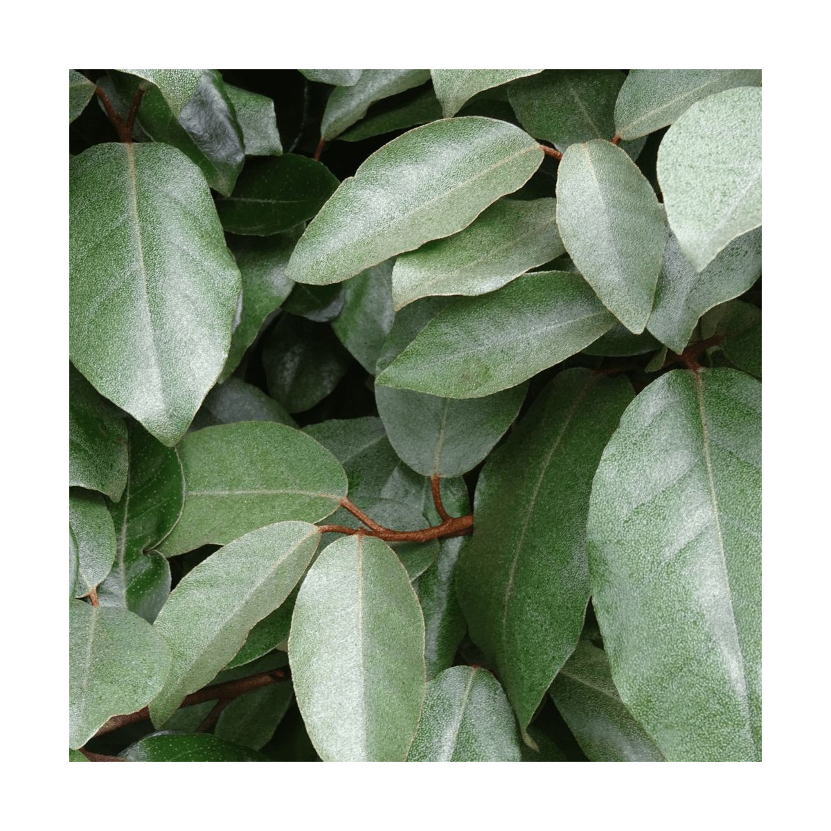 Elaeagnus Ebbingei - SILENCE, ça pousse !, Chalef de Ebbing