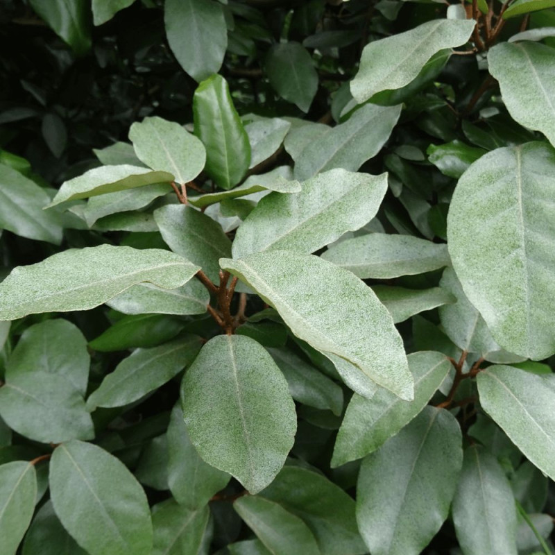 Elaeagnus Ebbingei - SILENCE, ça pousse !, Chalef de Ebbing