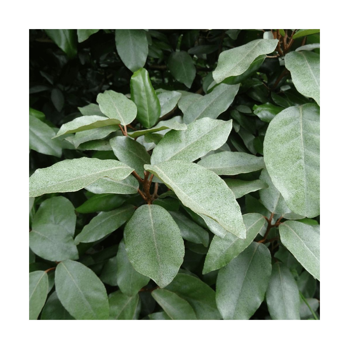 Elaeagnus Ebbingei - SILENCE, ça pousse !, Chalef de Ebbing