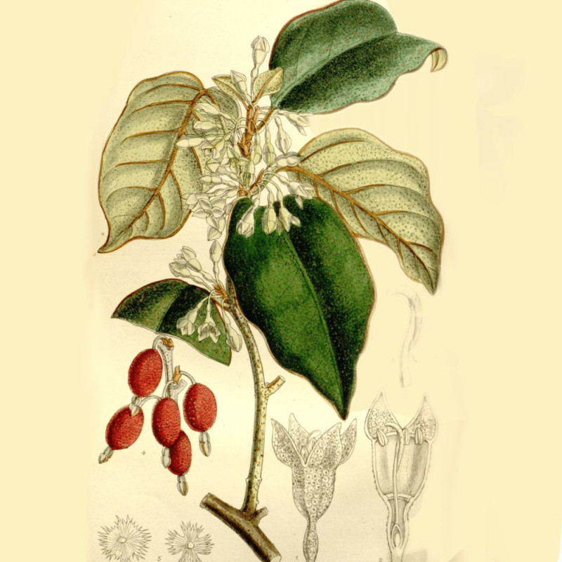 Elaeagnus Ebbingei - SILENCE, ça pousse !, Chalef de Ebbing