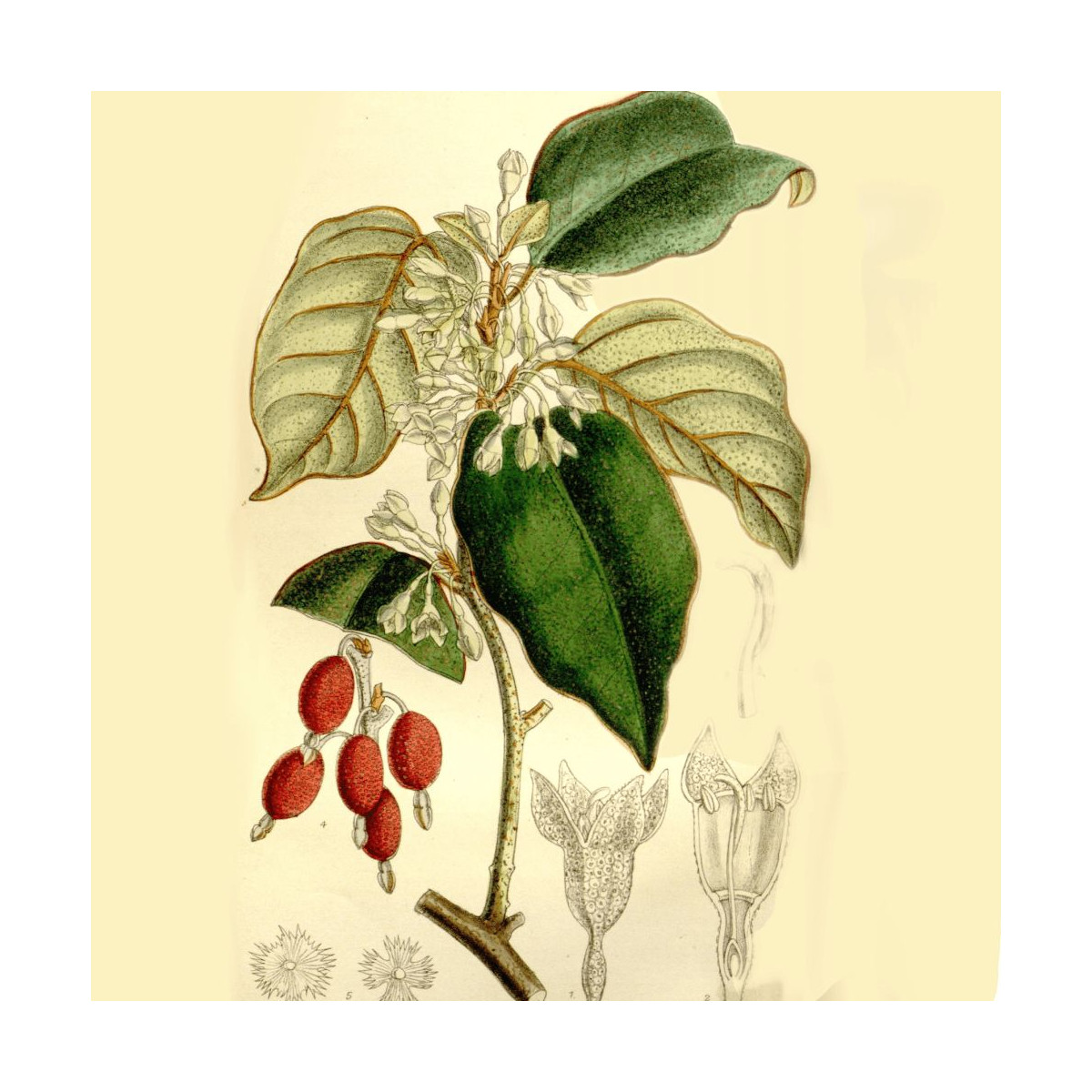 Elaeagnus Ebbingei - SILENCE, ça pousse !, Chalef de Ebbing