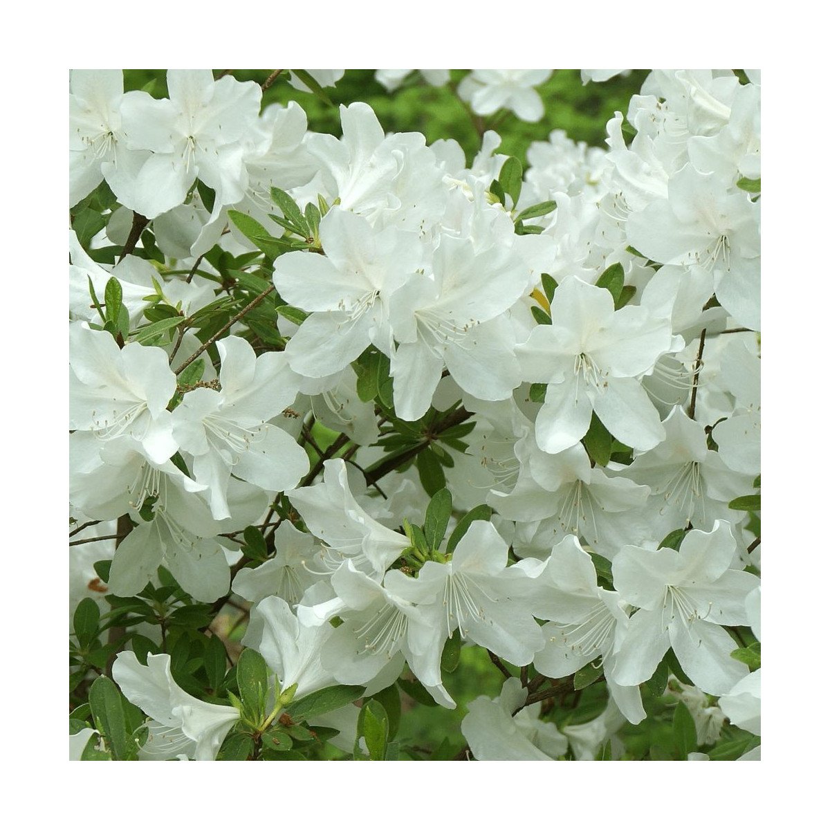 Azalée du Japon Schneewittchen - SILENCE, ça pousse !, Azalea Azalée du Japon Schneewittchen - SILENCE, ça pousse !, Azalea