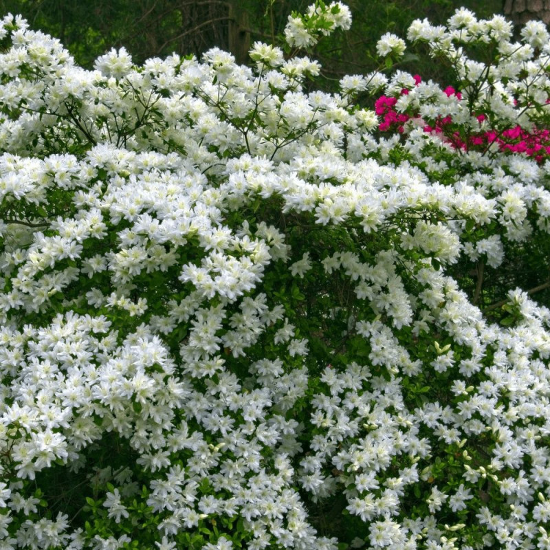 Azalée du Japon Schneewittchen - SILENCE, ça pousse !, Azalea