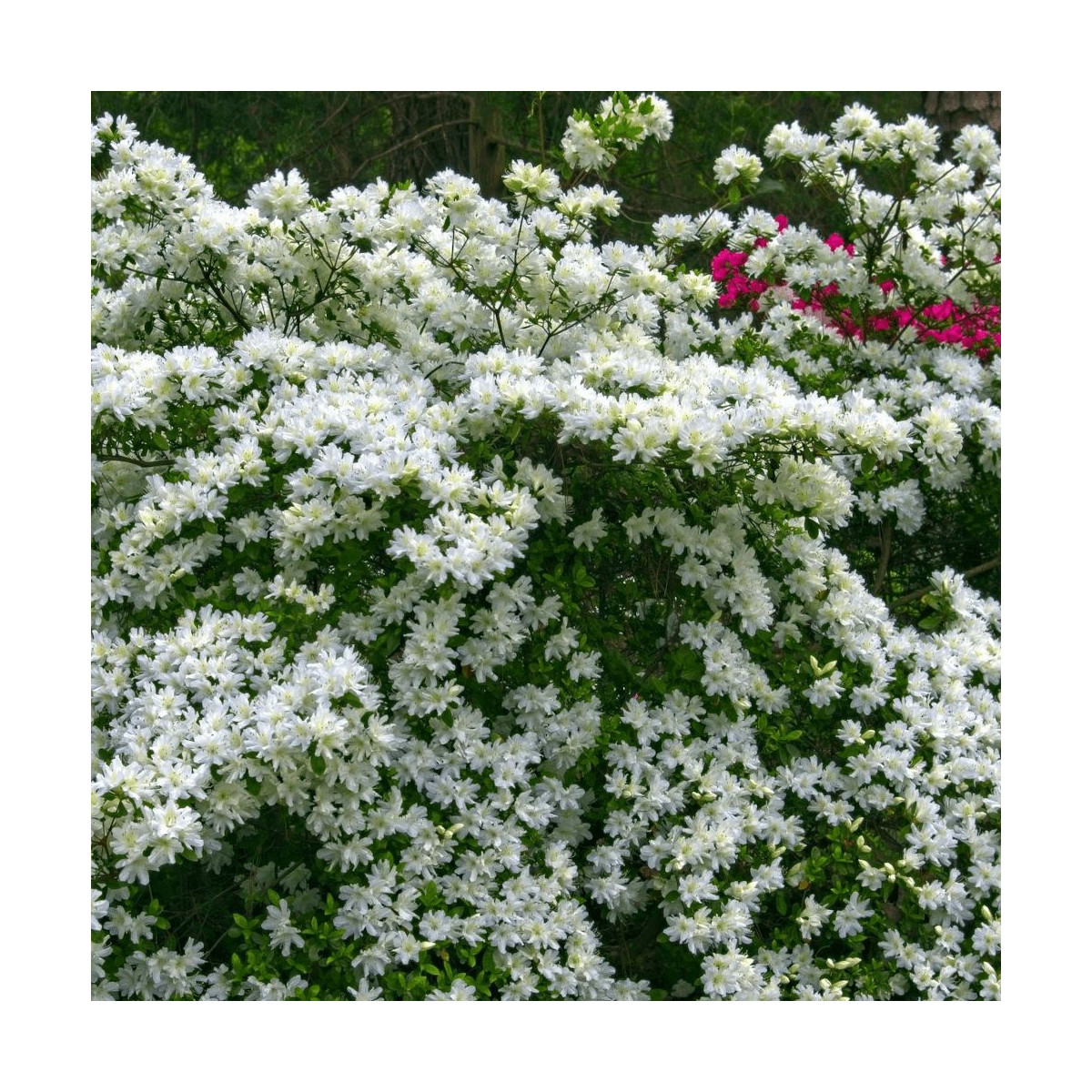 Azalée du Japon Schneewittchen - SILENCE, ça pousse !, Azalea Azalée du Japon Schneewittchen - SILENCE, ça pousse !, Azalea