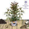 Photinia Carre Rouge - SILENCE, ça pousse !
