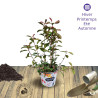 Photinia Carre Rouge - SILENCE, ça pousse !