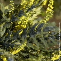 Mahonia Winter Sun - SILENCE, ça pousse !