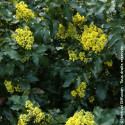 Mahonia à feuilles de houx - SILENCE, ça pousse !