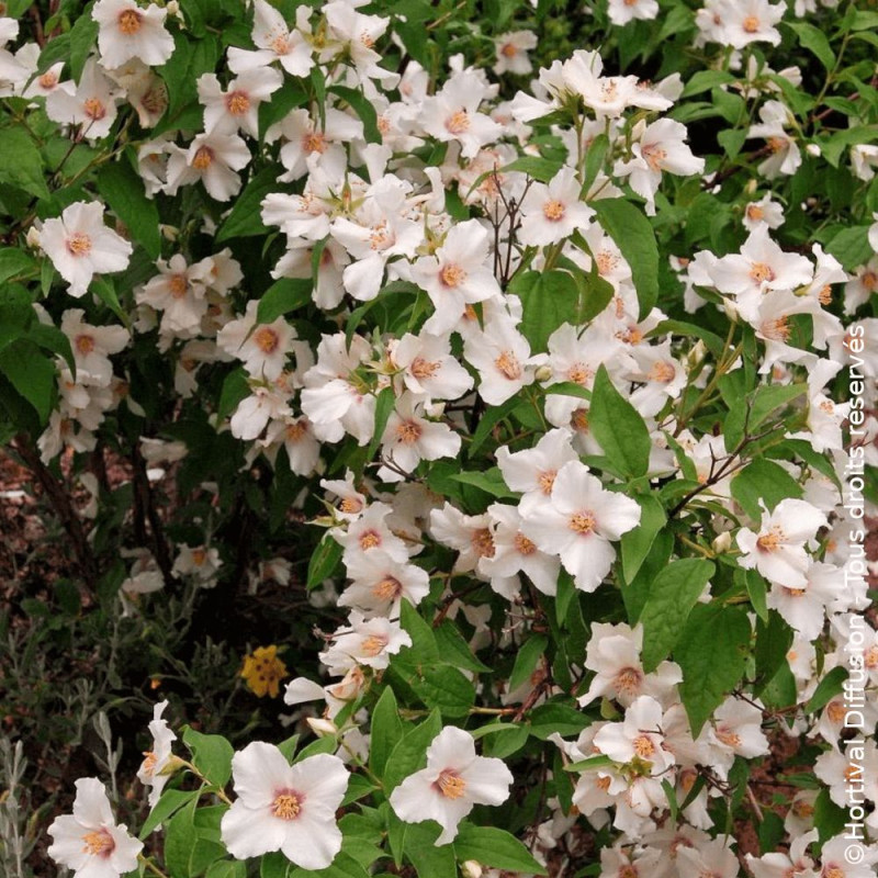 Seringat des jardins Belle Etoile - SILENCE, ça pousse !, Philadelphus