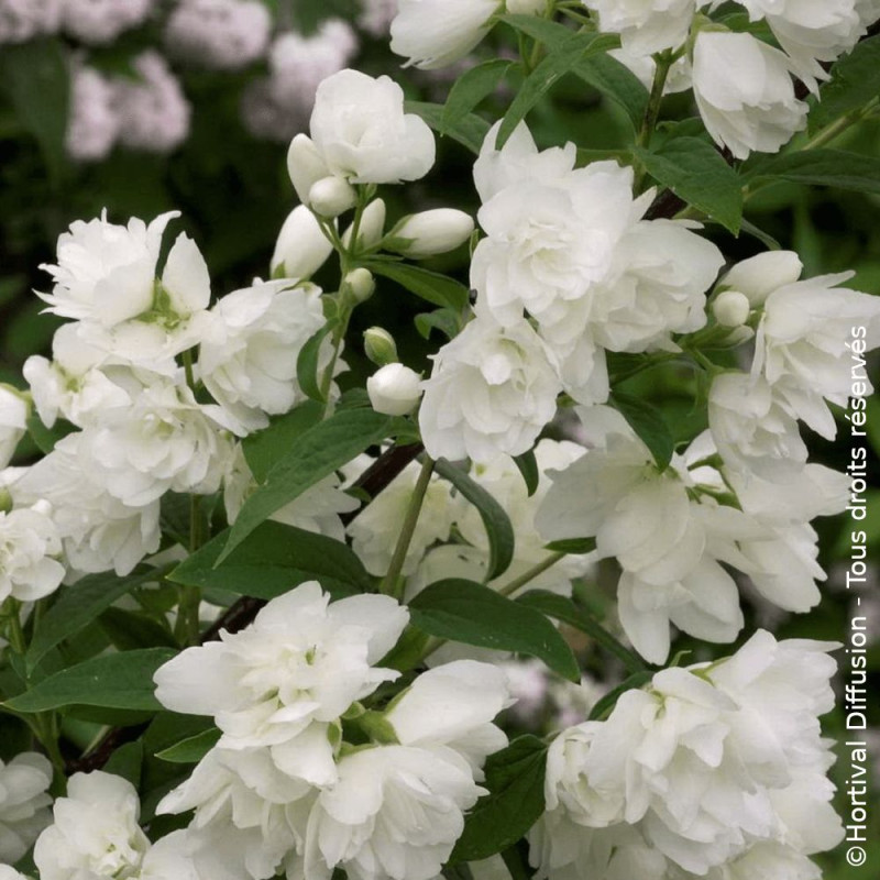 Seringat des jardins Snowbelle - SILENCE, ça pousse !, Philadelphus
