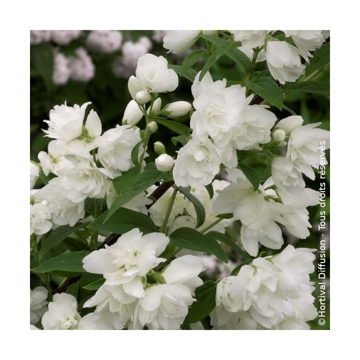 Seringat des jardins Snowbelle - SILENCE, ça pousse !, Philadelphus Seringat des jardins Snowbelle - SILENCE, ça pousse !, Philadelphus