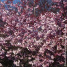 Cerisier du Japon Autumnalis Rosea - SILENCE, ça pousse !