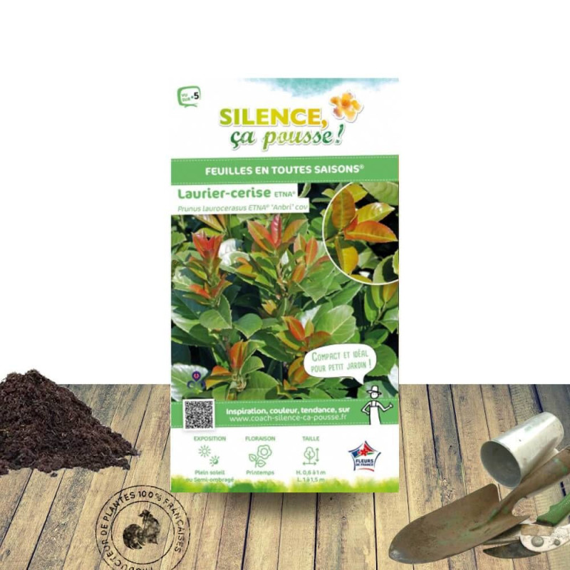 Laurier palme Etna® - SILENCE, ça pousse !, Laurier-cerise