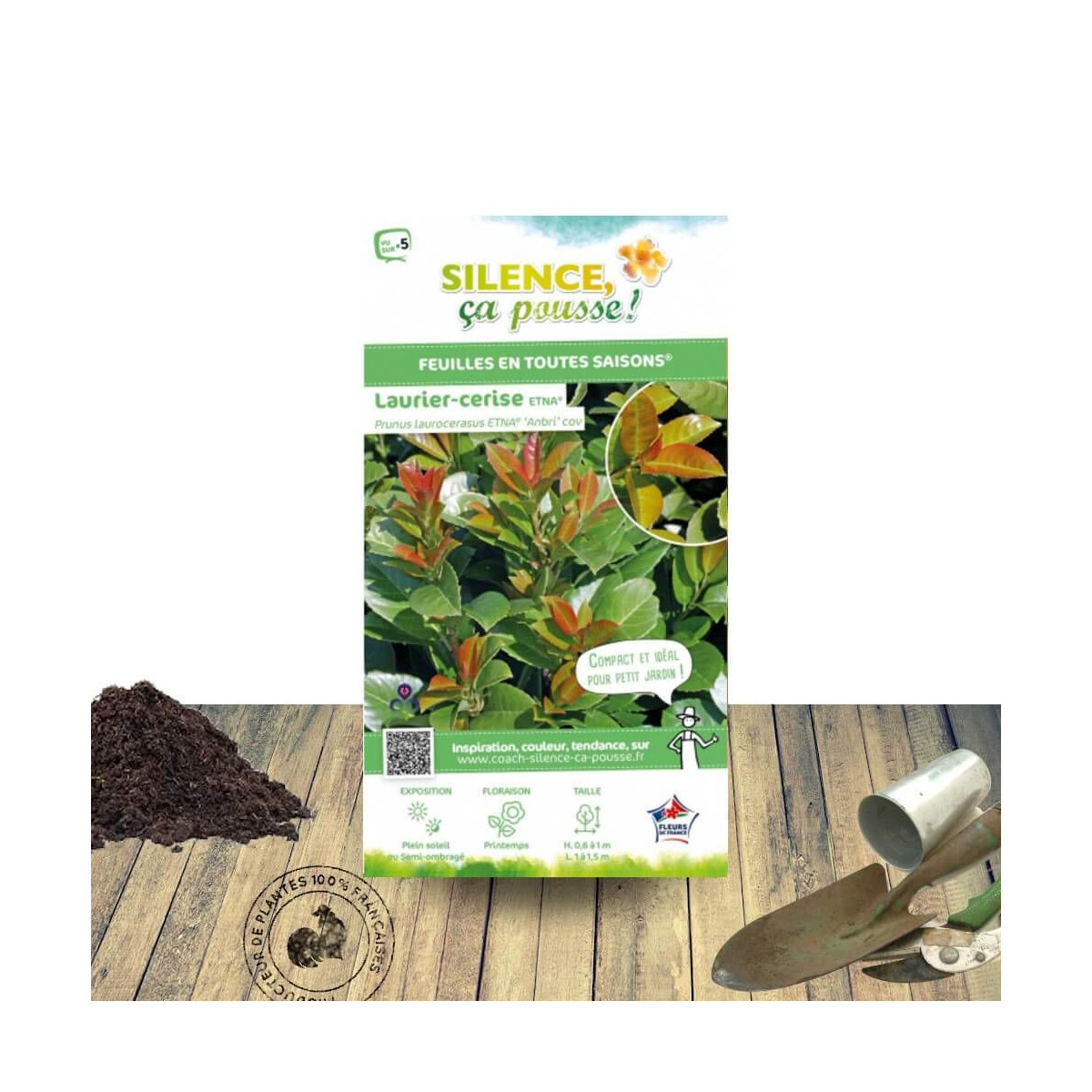 Laurier palme Etna® - SILENCE, ça pousse !, Laurier-cerise