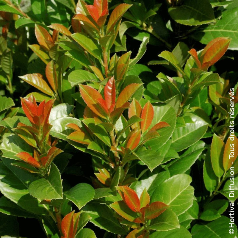 Laurier palme Etna® - SILENCE, ça pousse !, Laurier-cerise