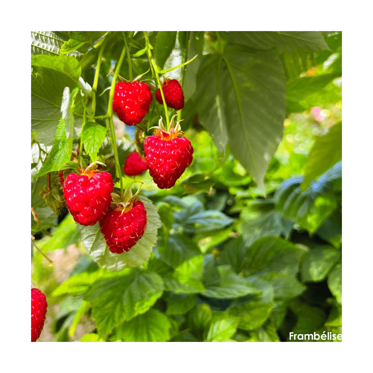 Framboisier Frambélise®