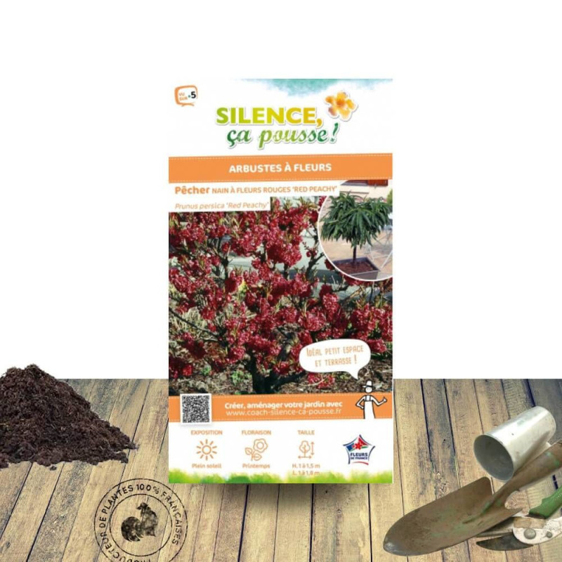 Pêcher nain Red Peachy - SILENCE, ça pousse !
