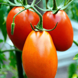Tomate Aligote F1 type Cerise