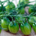 Plant de tomate Green Envy type Cerise